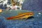 Preview: Rosy-Zwergschmerle – Petruichthys sp. rosy, Männchen im Aquarium