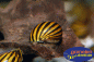 Preview: Zebra Rennschnecke, bei der Arbeit