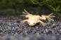 Preview: Platinum Zwergkrallenfrosch im Aquarium auf dunklem Bodengrund