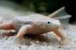 Preview: Zwergkrallenfrosch Platinum - Hymenochirus boettgeri platin