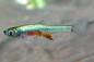 Preview: Axelrods Bärbling blau – Sundadanio/Rasbora axelrodi sp. blue