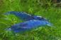 Preview: Blue Velvet Garnele im Aquarium