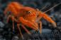 Preview: Oranger Zwergflusskrebs - Cambarellus patzcuarensis orange - CPO
