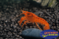 Preview: Oranger Zwergflusskrebs - Cambarellus patzcuarensis orange von der Seite im Aquarium