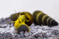 Preview: Gelbe Felsenschnecke, Tylomelania sp. Yellow nur als Deutsche Nachzucht