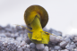 Preview: Tylomelania sp. yellow mit gelbem Körper im Aquarium