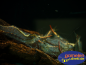 Preview: Pinocchiogarnelen auf einer Wurzel im Aquarium