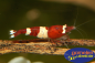 Preview: Red Wine Bee Caridina logemani auf einer Wurzel