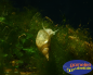 Preview: Yoda Schnecke - Radix balthica auf einem Stein im Aquarium