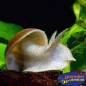 Preview: Spitzschlammschnecke oder auch die Yoda Schnecke