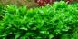 Preview: Staurogyne repens - Tropica 1-2-Grow, im Aquarium.