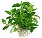 Preview: Staurogyne repens - Tropica 1-2-Grow, als Zeichnung.