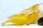 Preview: Yellow fire Neon Garnele von der Seite