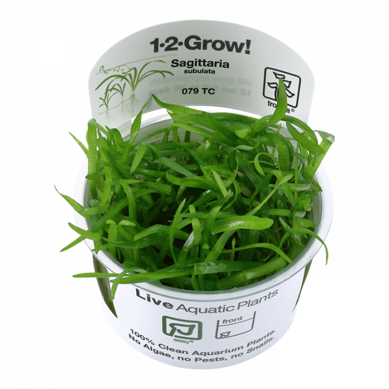 Preview: Sagittaria subulata - Flutendes Pfeilkraut - Tropica 1-2-Grow, im Becher.