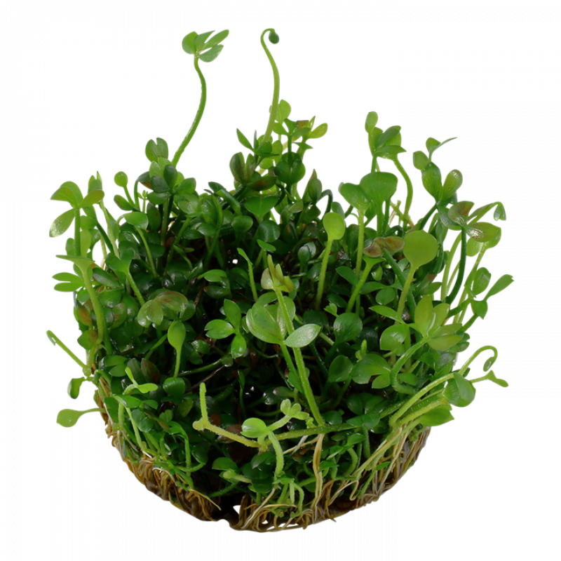 Preview: Marsilea hirsuta, Zwergkleefarn - Tropica 1-2-Grow, ohne Becher.