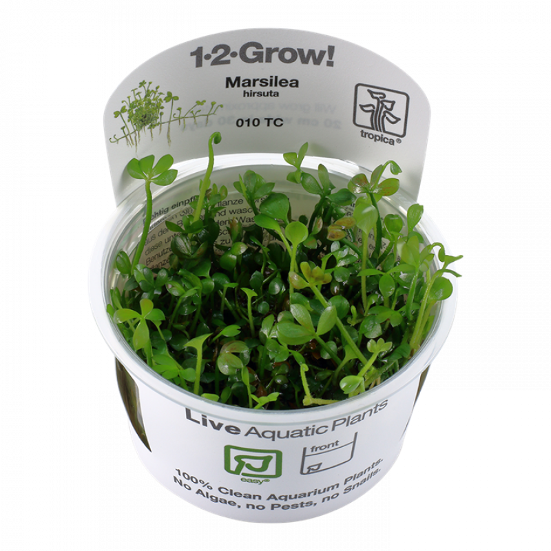 Preview: Marsilea hirsuta, Zwergkleefarn - Tropica 1-2-Grow, im Becher.