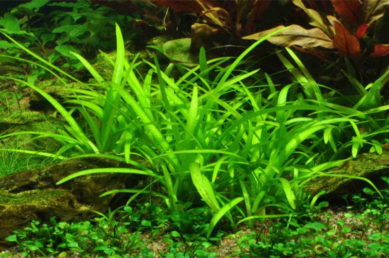 Preview: Sagittaria subulata - Flutendes Pfeilkraut - Tropica 1-2-Grow, im Aquarium.