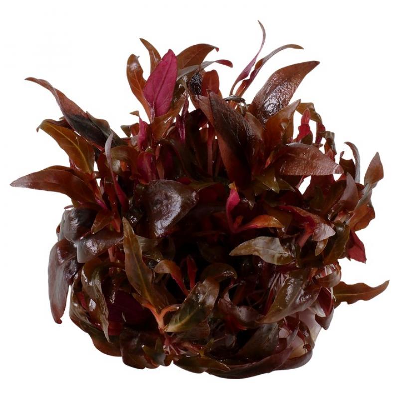 Preview: Alternanthera reineckii 'Mini' - Tropica 1-2-Grow, ohne Becher.