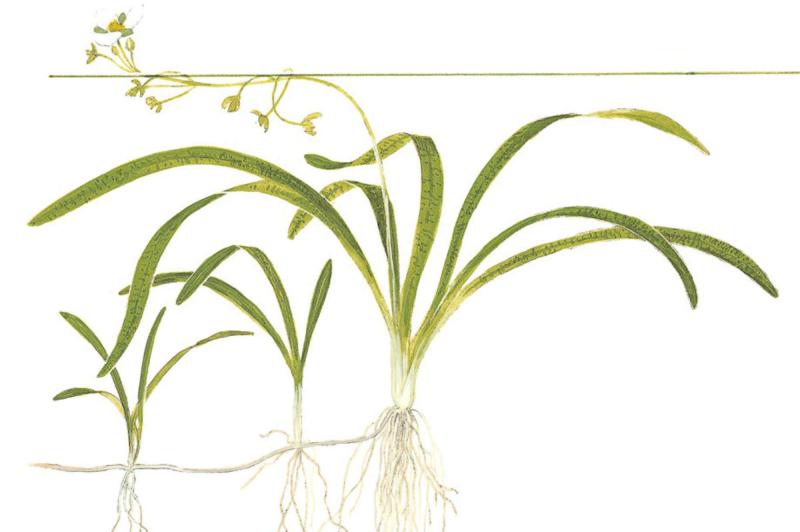 Preview: Sagittaria subulata - Flutendes Pfeilkraut - Tropica 1-2-Grow, als Zeichnung.