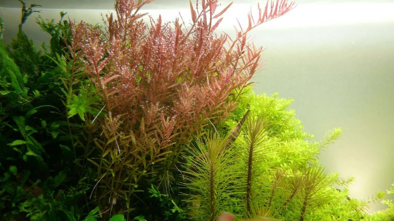 Rundblättrige Rotala - Rotala rotundifolia, unter Wasser.