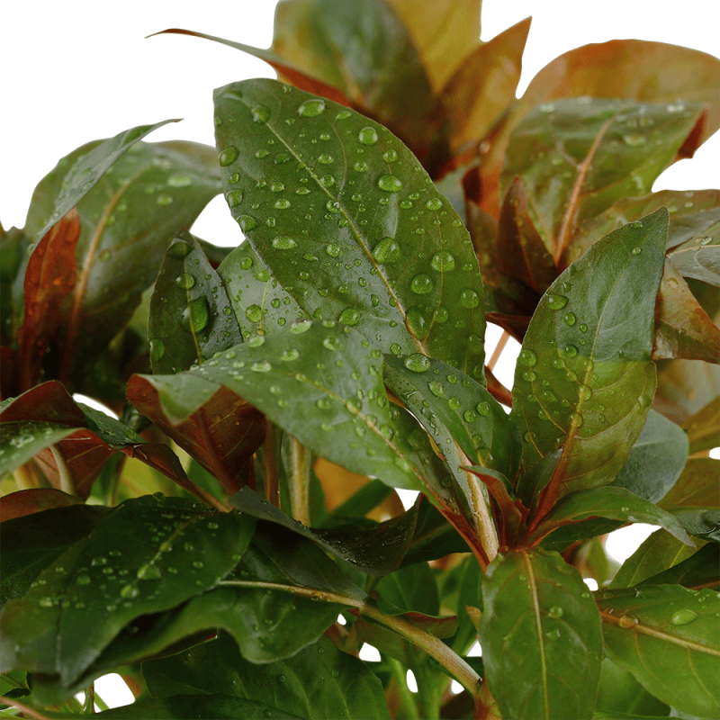 Rote Sternludwigie - Ludwigia glandulosa, aus der Nähe aufgenommen.