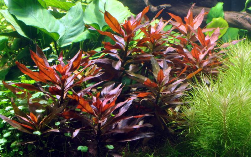 Rote Sternludwigie - Ludwigia glandulosa, im Aquarium.