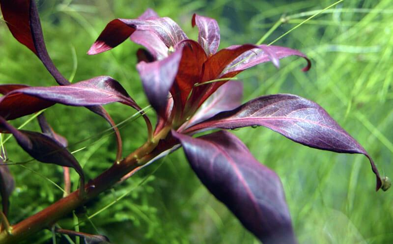 Rote Sternludwigie - Ludwigia glandulosa, einzelner Stiel unter Wasser.