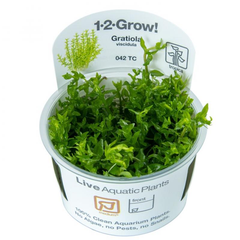 Preview: Gratiola viscidula, Klebriges Gnadenkraut - Tropica 1-2-Grow, im Becher.