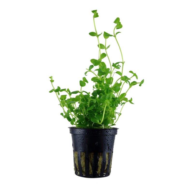 Südliches Fettblatt - Bacopa australis, im Topf.