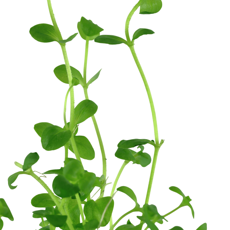 Südliches Fettblatt - Bacopa australis, als Blattstudie.