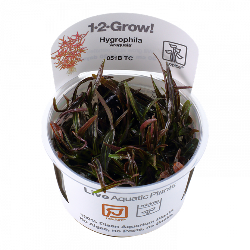Preview: Hygrophila lancea 
