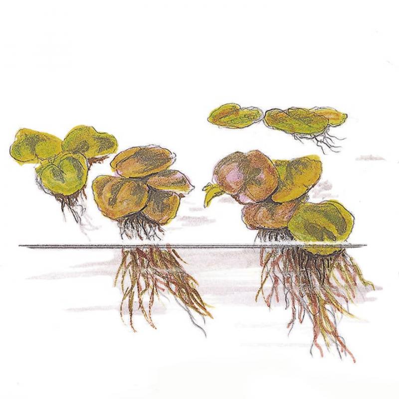Preview: Phyllanthus fluitans - Schwimmende Wolfsmilch - Tropica 1-2-Grow!