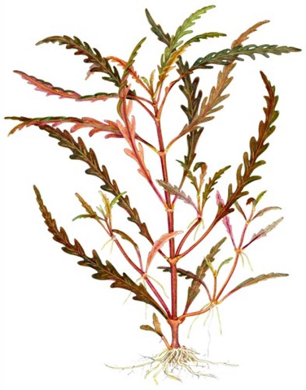 Preview: Hygrophila pinnatifida - Tropica 1-2-Grow, als Zeichnung.
