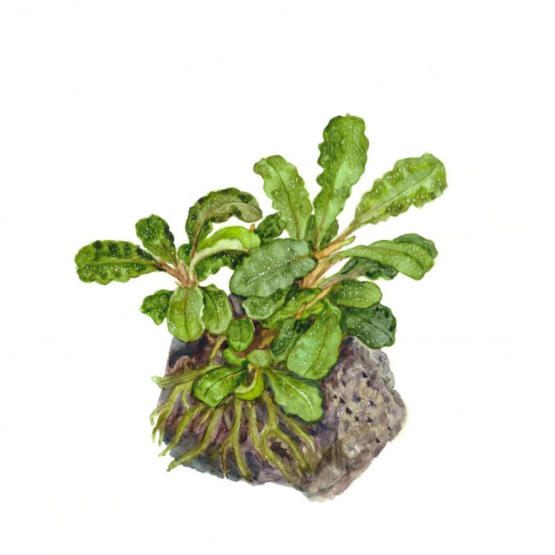 Preview: Bucephalandra pygmaea 'Bukit Kelam' von Tropica im Aquarium
