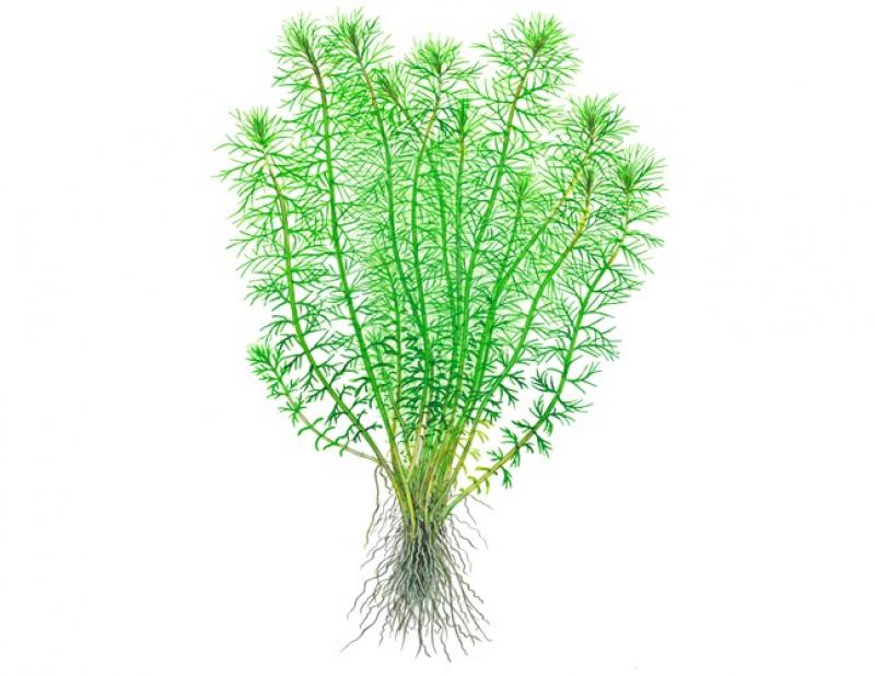 Preview: Myriophyllum 'Guyana', Guyana Tausendblatt - Tropica 1-2-Grow, als Zeichnung.