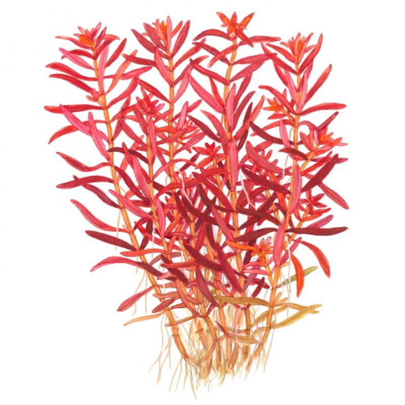 Preview: Rotala rotundifolia 