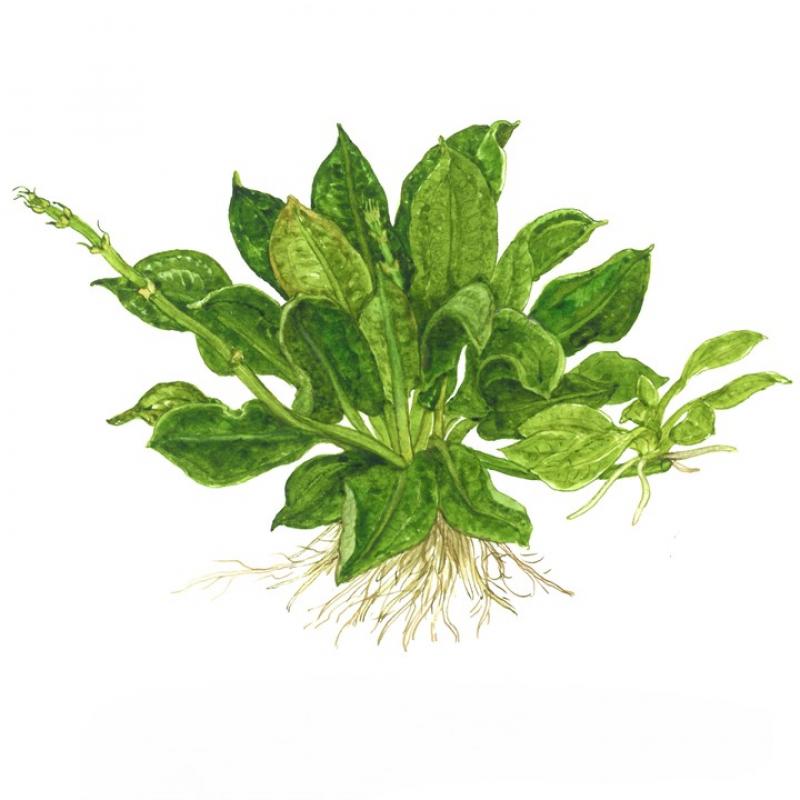 Preview: Echinodorus grisebachii - Tropica 1-​2-​Grow, als Zeichnung.