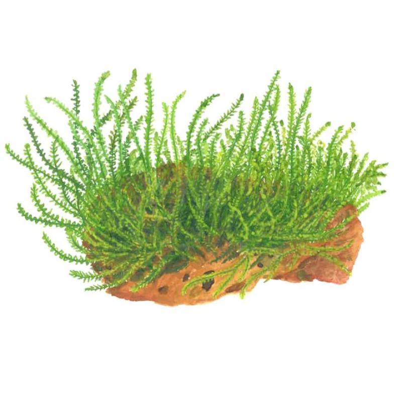 Preview: Leptodictyum riparium - Tropica 1-​2-Grow, als Zeichnung.