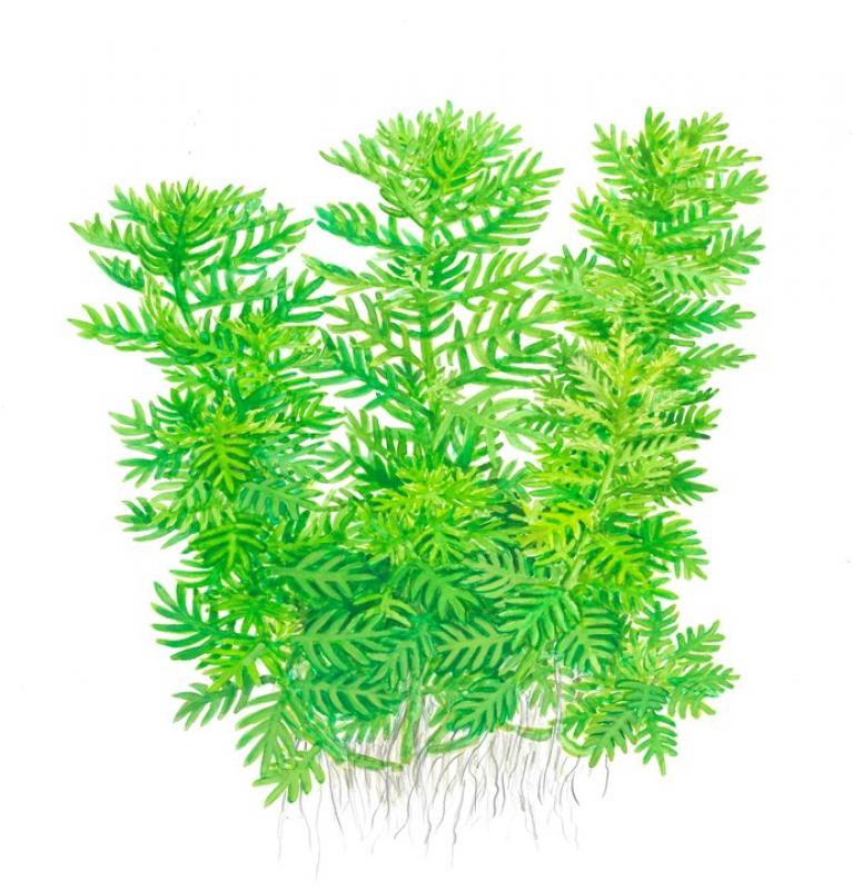 Preview: Hottonia palustris - Wasserfeder - Tropica 1-2-Grow, als Zeichnung