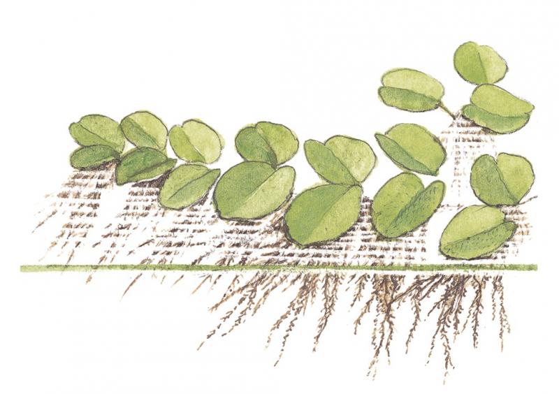 Preview: Salvinia minima - Kleinohriger Schwimmfarn - Tropica 1-2-Grow, als Zeichnung.