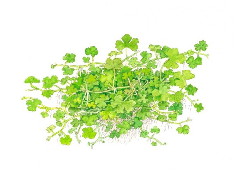 Preview: Hydrocotyle tripartita - Dreiteiliger Wassernabel - Tropica 1-​2-Grow, als Zeichnung.