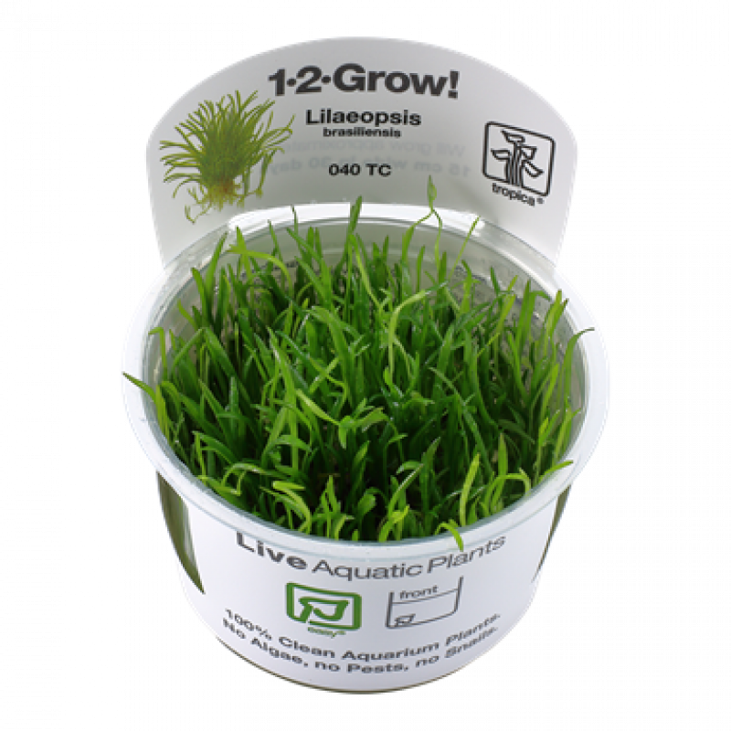 Preview: Lilaeopsis brasiliensis, Neuseeland-Graspflanze - Tropica 1-2-Grow, im Originalbecher.