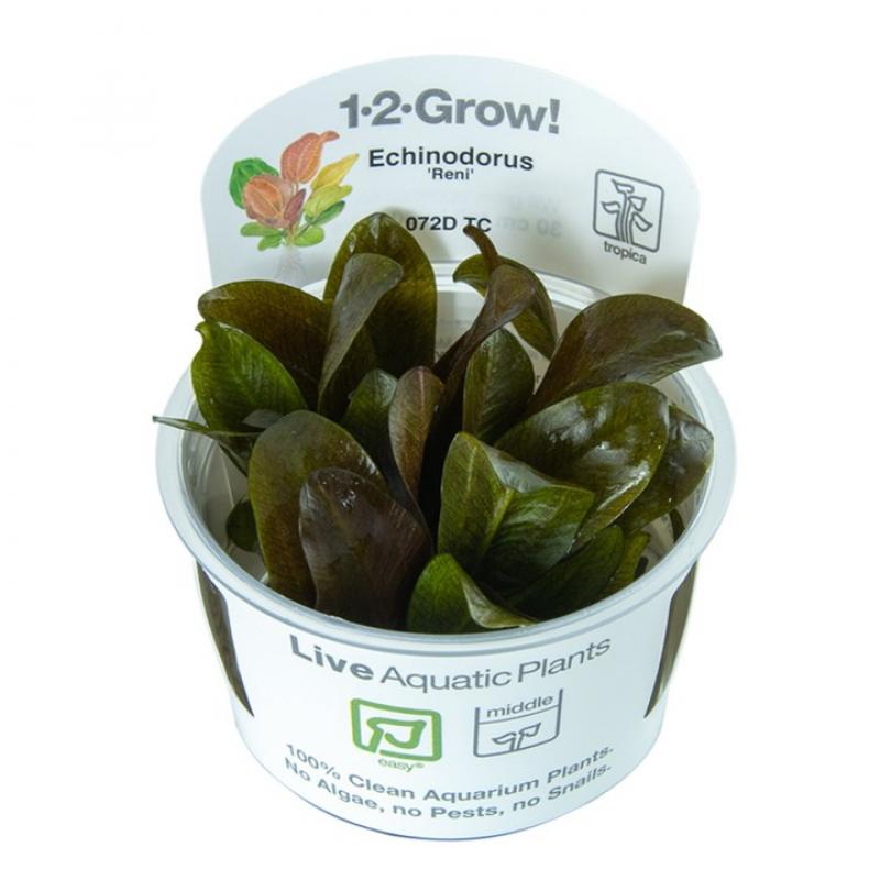 Preview: Echinodorus 'Reni' - Tropica 1-​2-​Grow, im Becher.