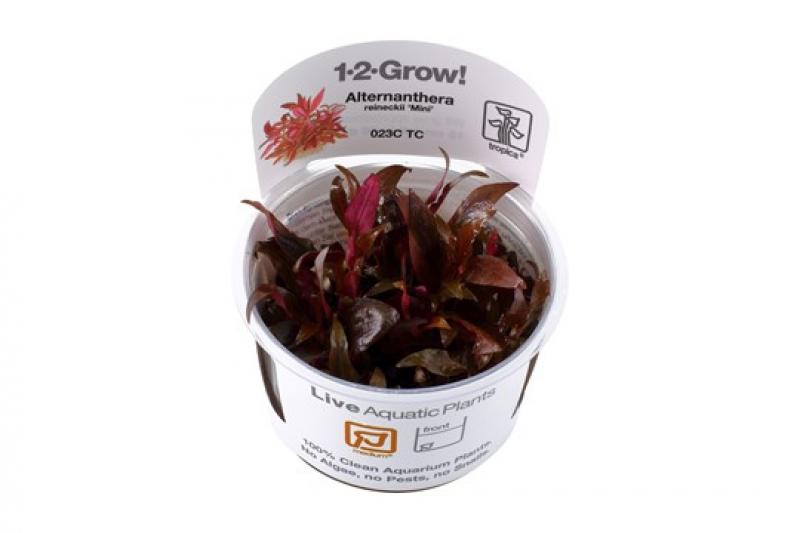 Preview: Alternanthera reineckii 'Mini' - Tropica 1-2-Grow, im Becher.