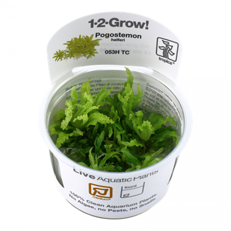 Preview: Pogostemon helferi, kleiner Wasserstern - Tropica 1-2-Grow, im Becher.