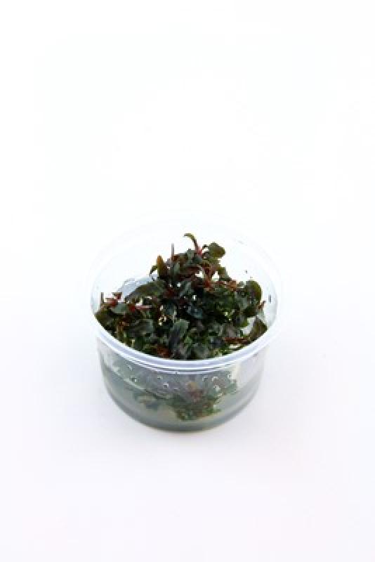 Preview: Bucephalandra 'Kedagang' - Tropica 1-2-Grow, im Becher.