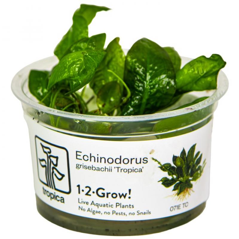 Preview: Echinodorus grisebachii - Tropica 1-​2-​Grow, im Becher.