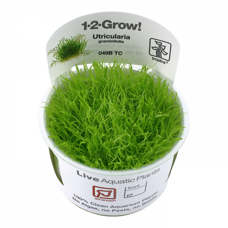 Preview: Utricularia graminifolia - Tropica 1-2-Grow, im Becher.