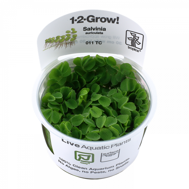 Preview: Salvinia minima - Kleinohriger Schwimmfarn - Tropica 1-2-Grow, im Becher.