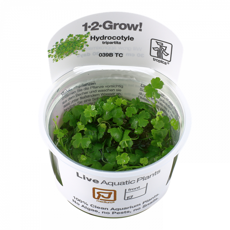 Preview: Hydrocotyle tripartita - Dreiteiliger Wassernabel - Tropica 1-​2-Grow, im Becher.